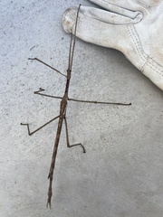 Ctenomorpha marginipennis