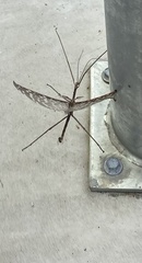 Ctenomorpha marginipennis