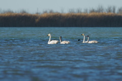 Cygnus columbianus bewickii
