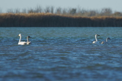 Cygnus columbianus bewickii