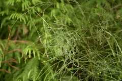 Asparagus virgatus