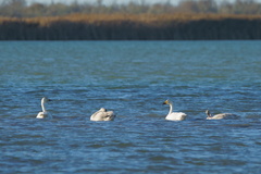 Cygnus columbianus bewickii