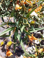 Cordia decandra
