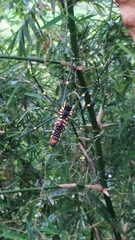 Nephila pilipes