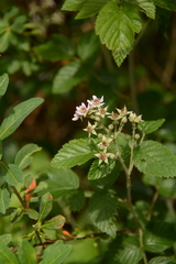 Rubus rigidus