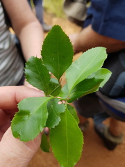 Gymnosporia harveyana