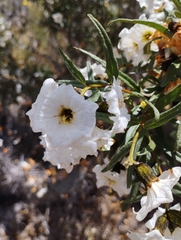 Cordia decandra