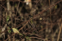 Sephanoides sephaniodes