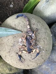 Centruroides bicolor