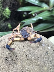 Centruroides bicolor