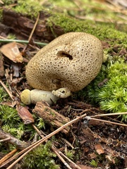 Pseudoboletus parasiticus