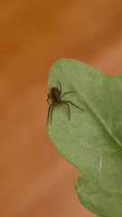 Philodromidae