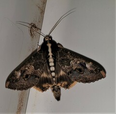 Sphingomorpha chlorea