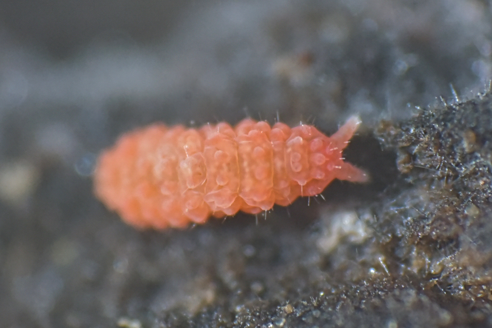 Vitronura joanna