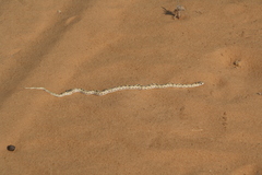 Pseudaspis cana