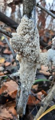 Didymium mucilago