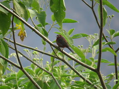 Coryphospingus cucullatus