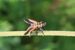 Trichopoda pictipennis