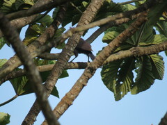 Cyanocorax cyanomelas