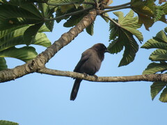 Cyanocorax cyanomelas