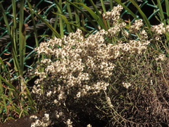 Anaphalis morrisonicola