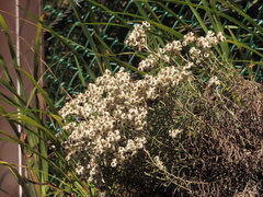 Anaphalis morrisonicola