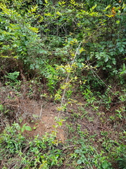 Cephalophorus natalensis