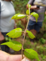 Cephalophorus natalensis