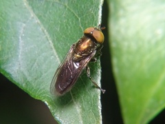 Orthonevra geniculata