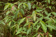 Searsia chirindensis