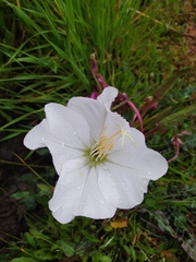 Oenothera acaulis