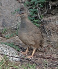 Nothoprocta pentlandii