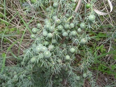 Asparagus aphyllus