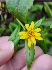 Trixis inula