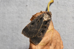 Pseudohermonassa tenuicula