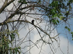 Coryphospingus cucullatus