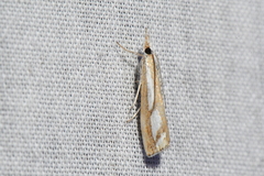 Catoptria latiradiellus