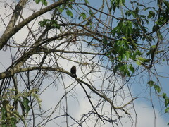 Coryphospingus cucullatus