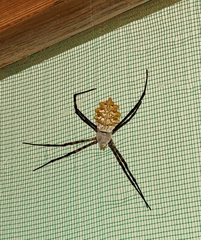 Argiope