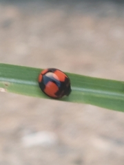 Coelophora biplagiata