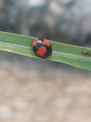 Coelophora biplagiata