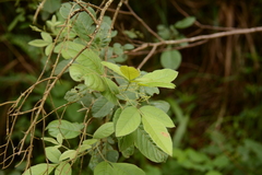 Searsia pyroides