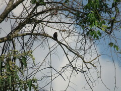 Coryphospingus cucullatus