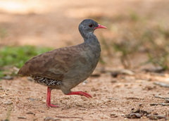 Crypturellus parvirostris