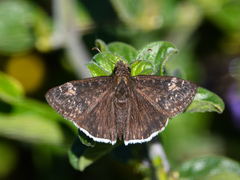 Erynnis funeralis