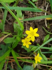 Hypoxis angustifolia