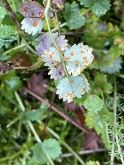 Phragmidium sanguisorbae