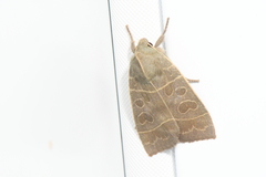 Ipimorpha pleonectusa