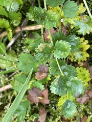 Phragmidium sanguisorbae