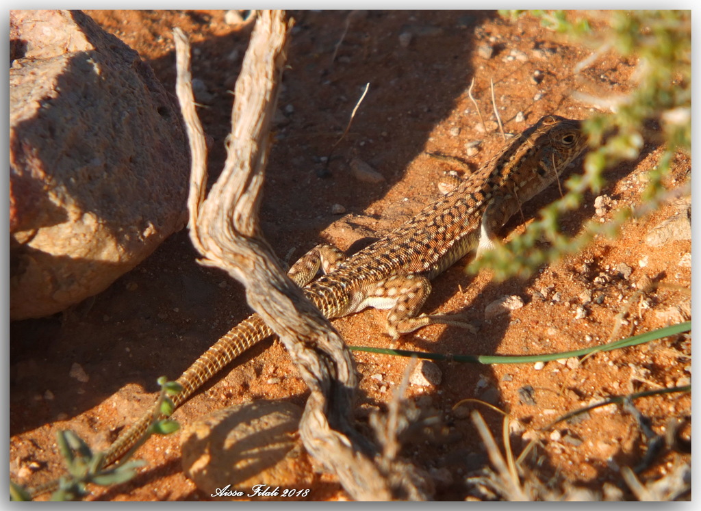 Bedriaga's Fringe-Fingered Lizard